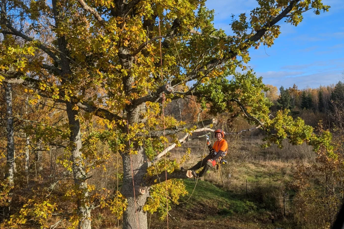 Arborist i klätterutrustning utför sektionsfällning av stor ek