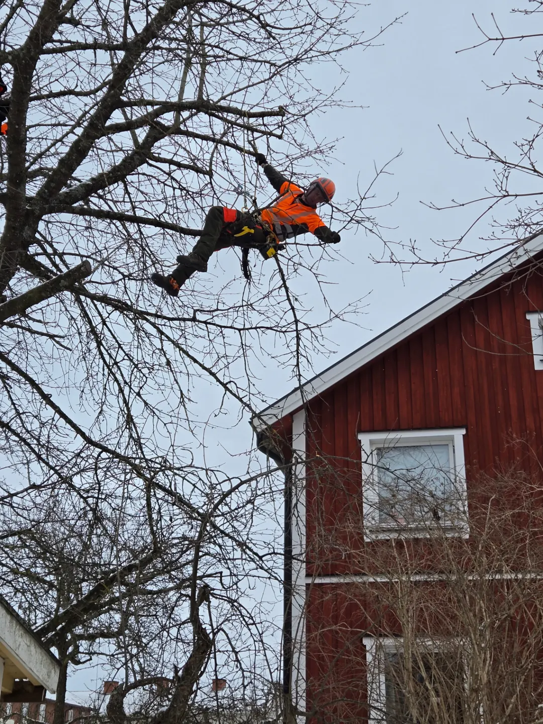 Arborist beskär en alm ovanför ett växthus i Falköping