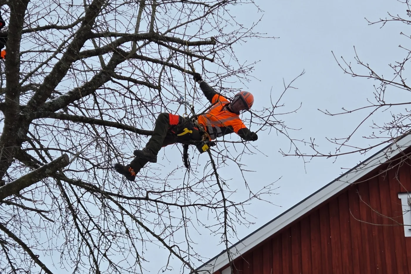 Arborist beskär trädgrenar nära husfasad med rep och klätterutrustning