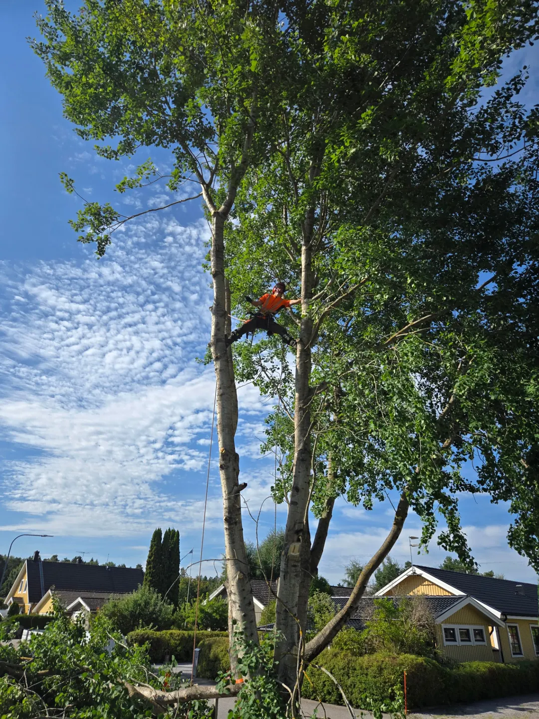 Arborist sektionsfäller en stor asp i Mariestad