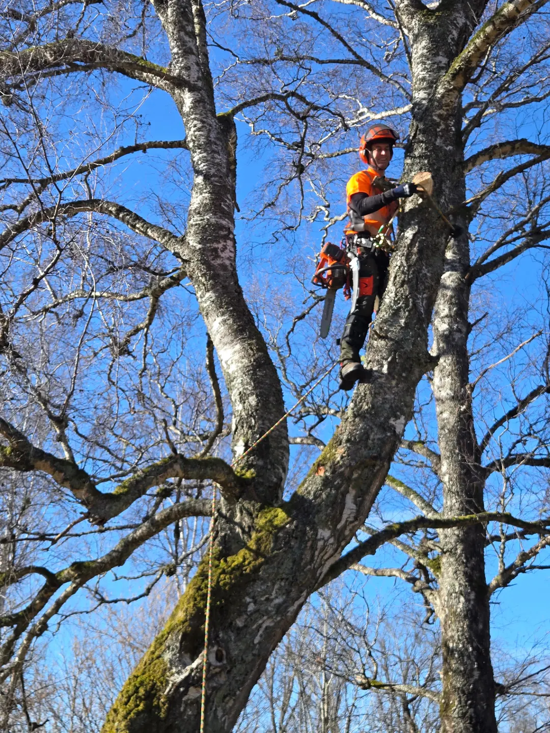 Arborist sektionsfäller en stor björk i Öglunda utanför Skövde